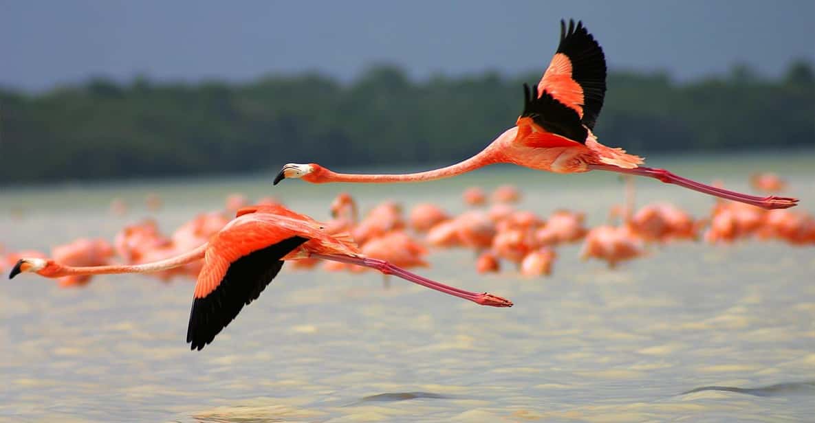 Sisal Yucatan, Paraíso con Flamingos 